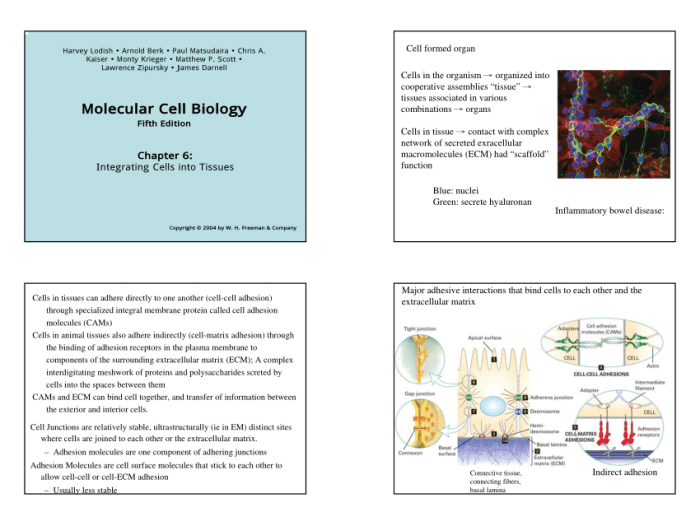 Molecular cell biology 7th edition pdf