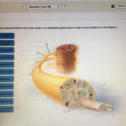 Peripheral spinal nerve section dragging labels chegg